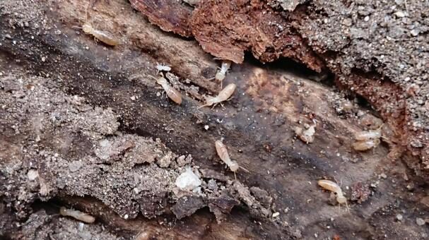 termite-extermination-house